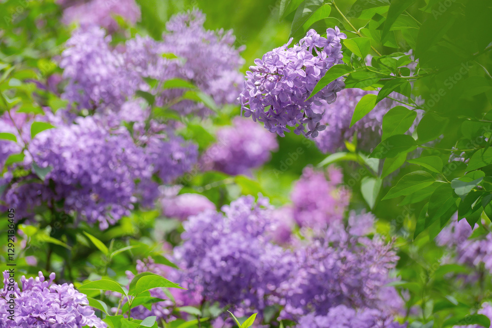 Blooming lilac flowers. Violet lilac bush in a garden in spring time. Varietal purple Syringa Vulgaris branch. View from behind the foliage