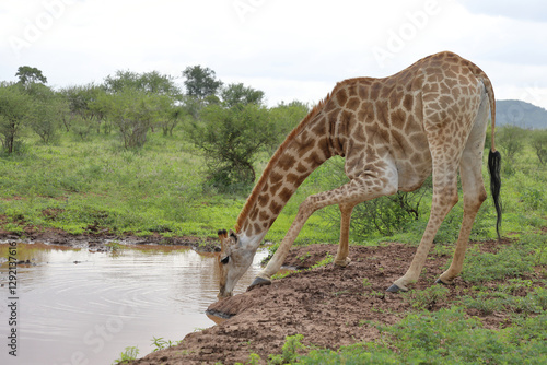 Photography Giraffe / Giraffe / Giraffa camelopardalis