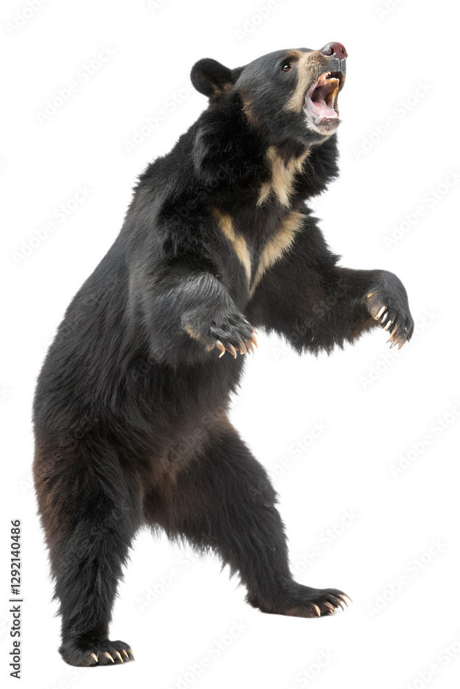 Obraz premium brown bear isolated on white