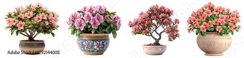 Wallpaper Mural Colorful azalea plants in decorative pots showcasing natural beauty and elegance Torontodigital.ca
