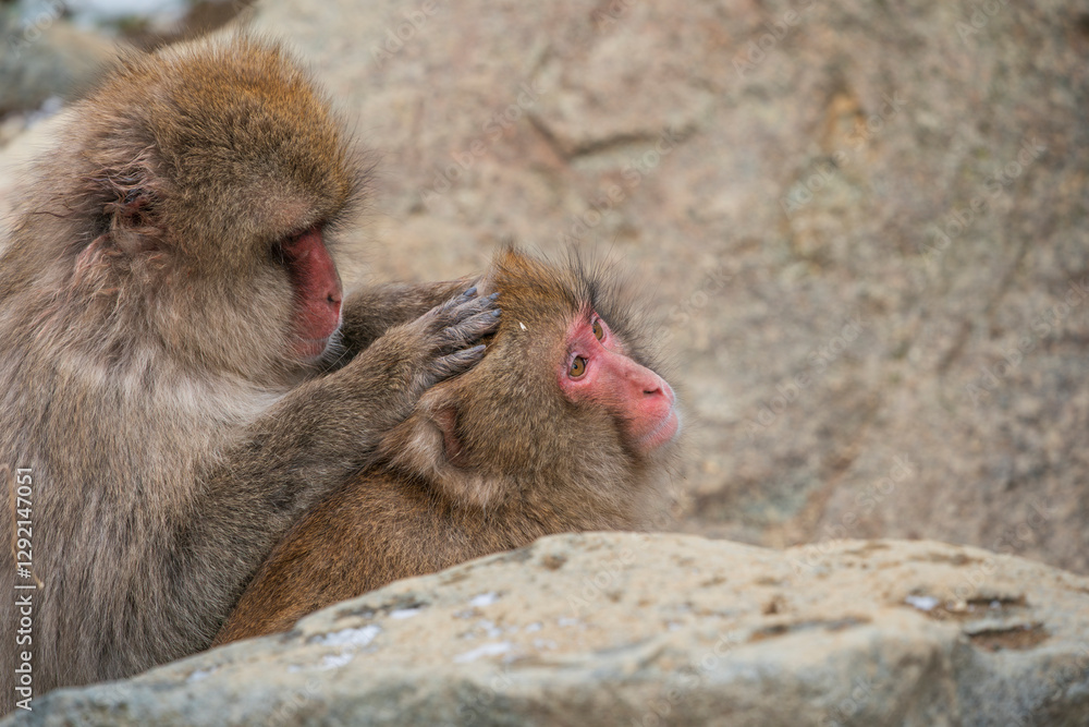 Naklejka premium Snow monkey, Japanese macaque, primate