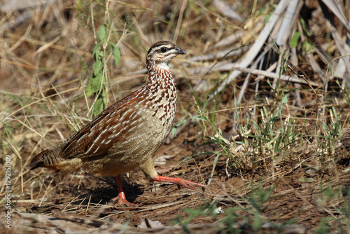 Schopffrankolin / Crested francolin / Dendroperdix sephaena photo