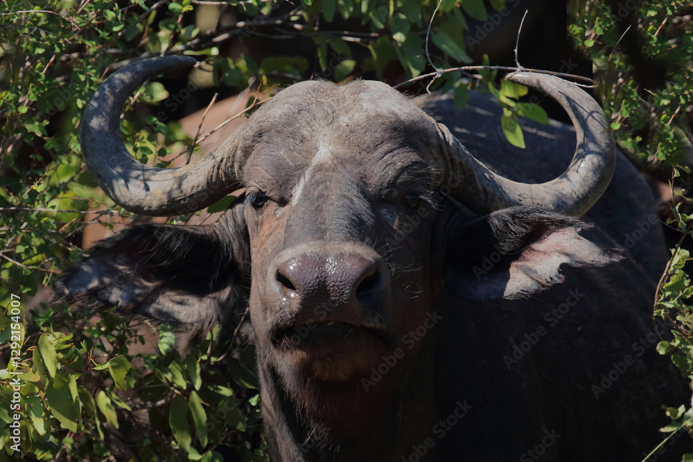 Naklejka premium Kaffernbüffel / African buffalo / Syncerus caffer