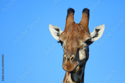 Photography Giraffe / Giraffe / Giraffa camelopardalis