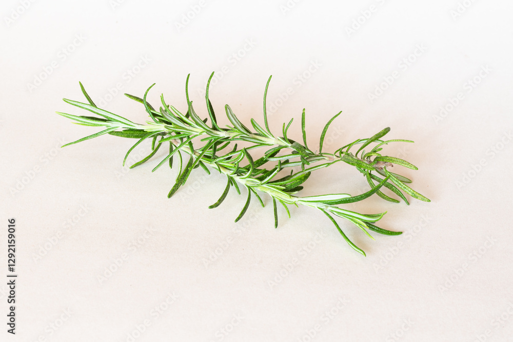 rosemary plant, fresh and healthy isolated rosemary plant, fresh and healthy isolated