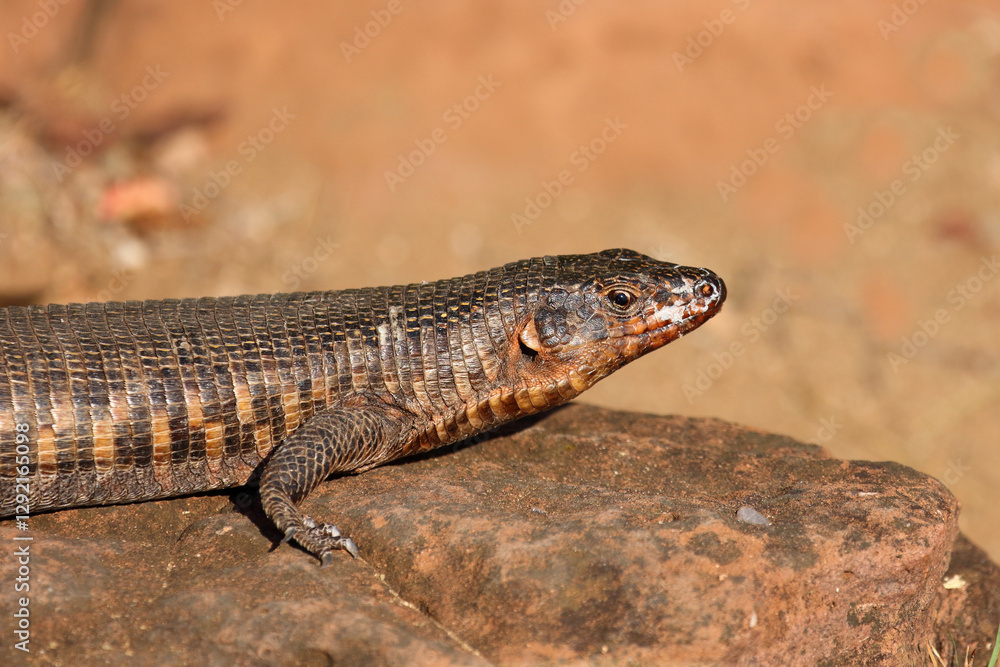 Felsen-Schildechse / Giant plated lizard / Matobosaurus validus Felsen-Schildechse / Giant plated lizard / Matobosaurus validus