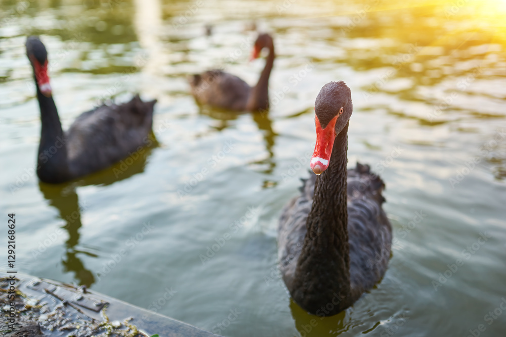 Fototapeta premium Two Black Swans on Pond