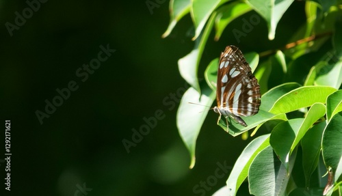 Common Sailor Butterfly photo