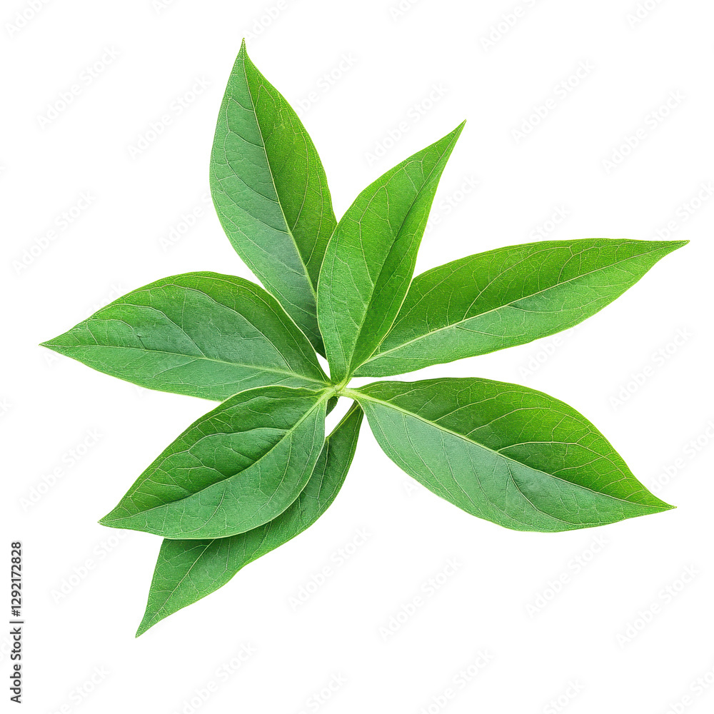 Green leaves of Kariyat plant showcasing their rich texture and vibrant color in natural light, Kariyat or Andrographis paniculata green leaves isolated on Transparent background Green leaves of Kariyat plant showcasing their rich texture and vibrant color in natural light, Kariyat or Andrographis paniculata green leaves isolated on Transparent background