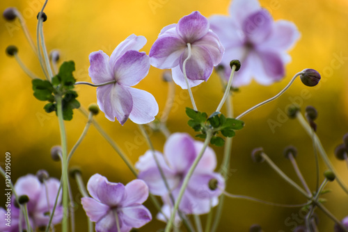 Purple and white anemones on the yellow background