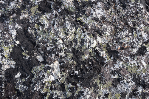 Closeup of rough rock surface in tundra covered with lichens. Rybachy Peninsula, Murmansk region, Russia