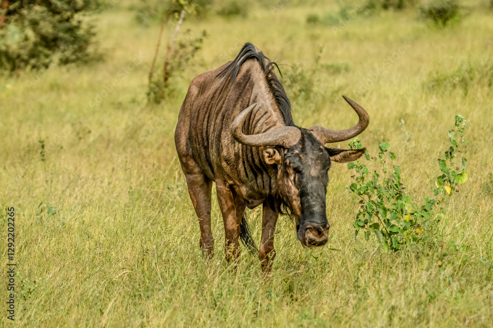 Obraz premium Portrait of an isolated Blue wildebeest or gnu ungulate or connochaetes Taurinus in a South African game reserve during a safari