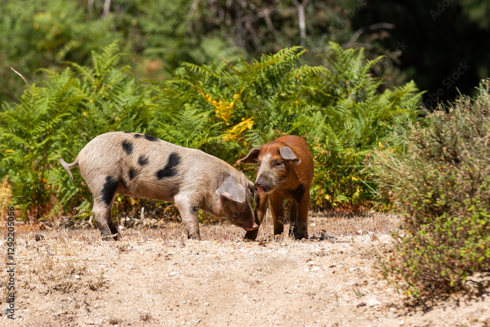 Fototapeta premium Nustral pigs in contryside, Evisa, Corsica, France. Porcu nustrale in Corsica
