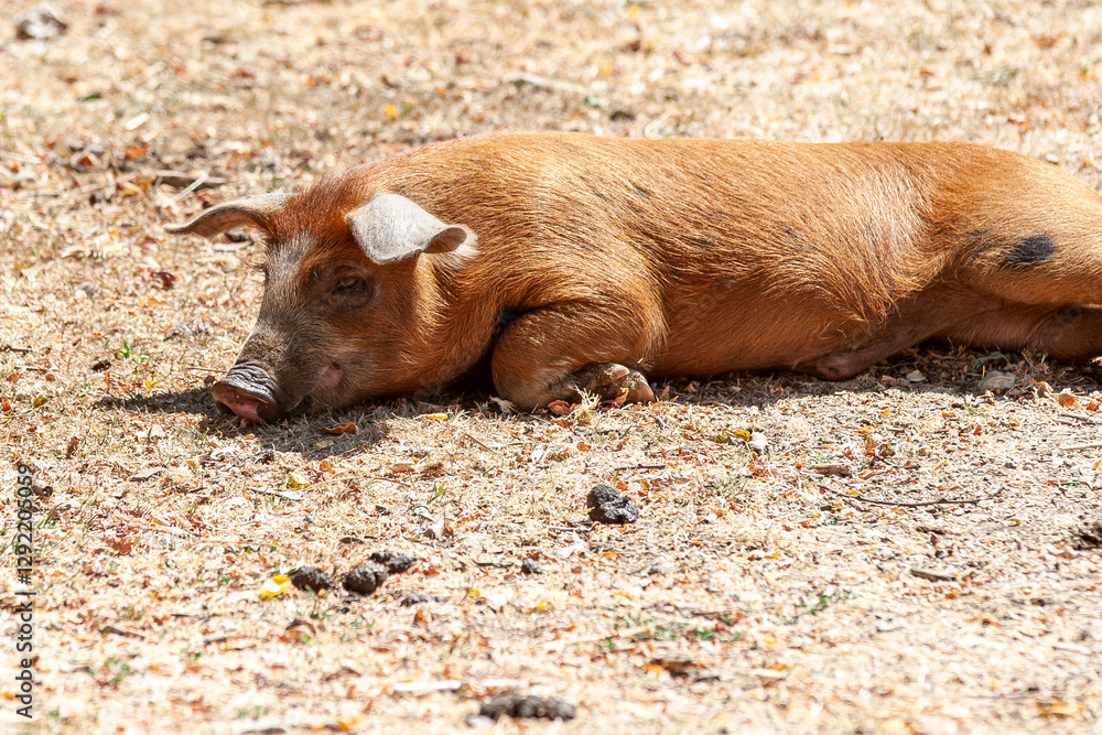 Nustral pigs in contryside, Evisa, Corsica, France. Porcu nustrale in Corsica Nustral pigs in contryside, Evisa, Corsica, France. Porcu nustrale in Corsica