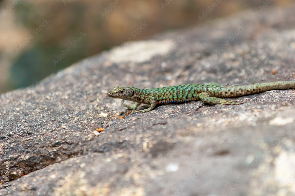 The Lizard of Bedriaga, mountain lizard, endemic to Corsica and Sardinia. Chaeolacerta bedriagae bedriagae in Aîtone forest, Corsica. The Lizard of Bedriaga, mountain lizard, endemic to Corsica and Sardinia. Chaeolacerta bedriagae bedriagae in Aîtone forest, Corsica.