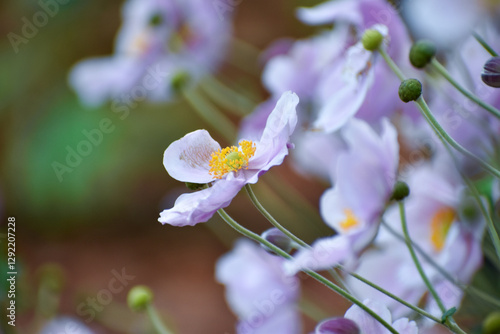Light purple anemones in spring