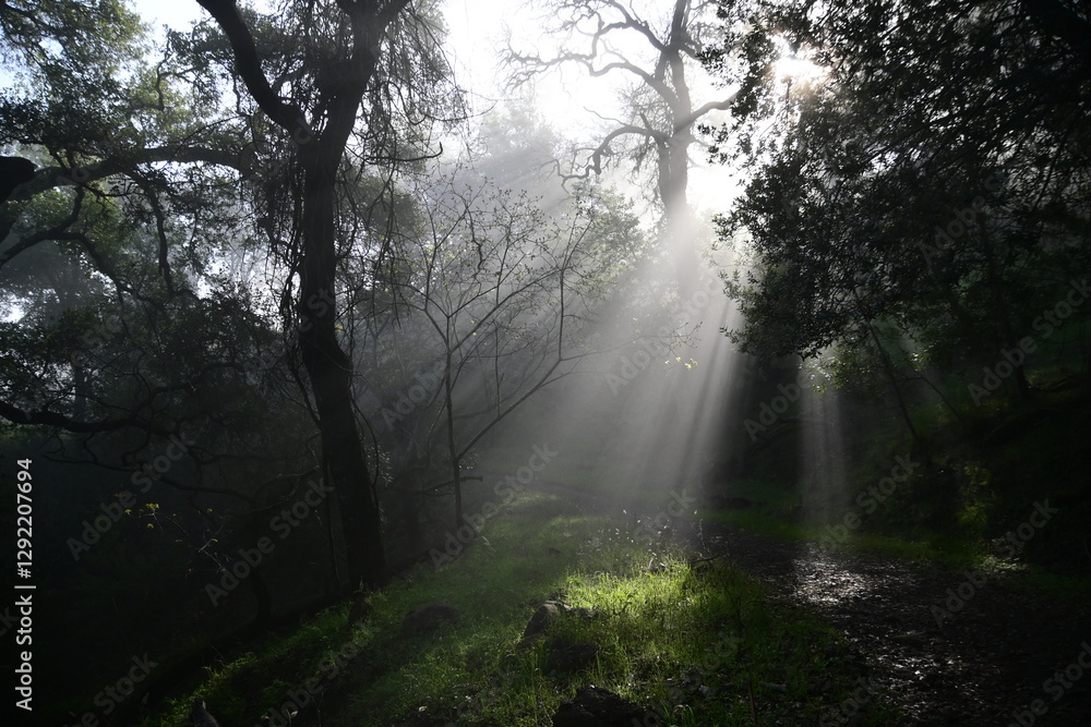 Obraz premium sun shining through the trees and morning mist on a spring morning in the mountains