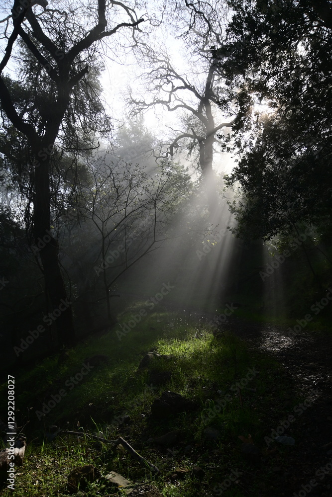 Fototapeta premium sun shining through the trees and morning mist on a spring morning in the mountains