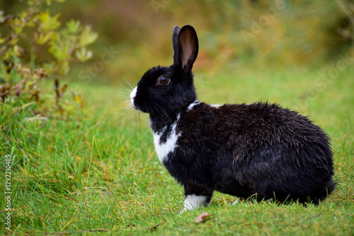 Black and white, wild rabbit in the grass
