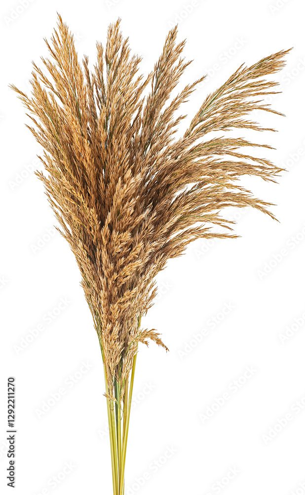 Fototapeta premium Bunch of reeds spikelets isolated on a white background. Autumn bulrush ears.