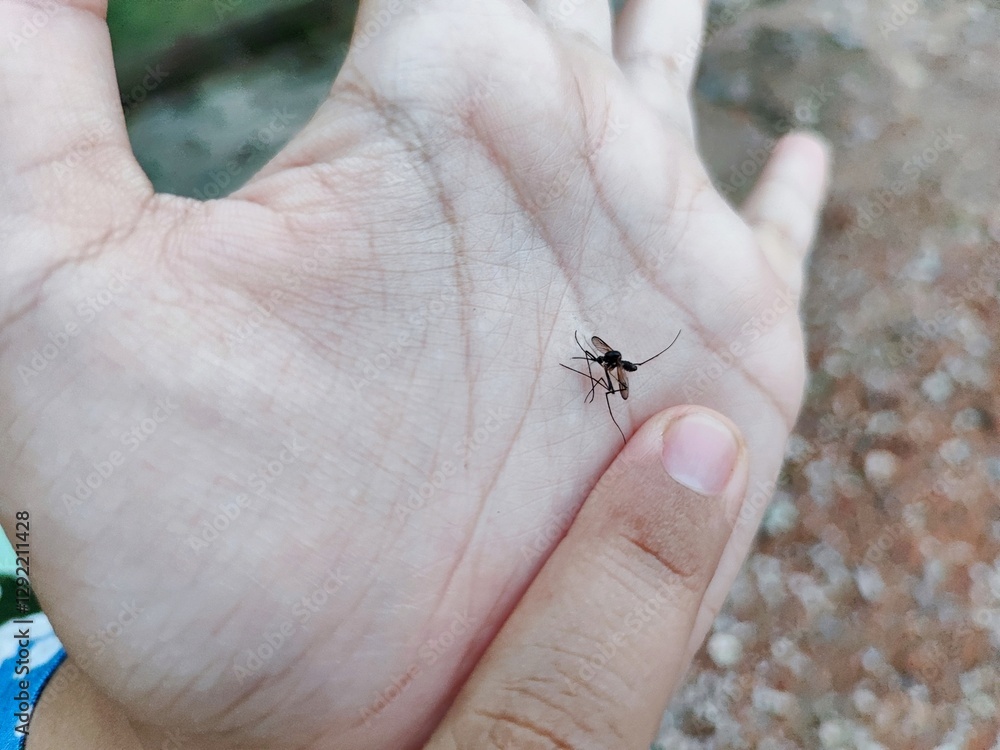 Obraz premium Mosquitoes suck blood on human hands