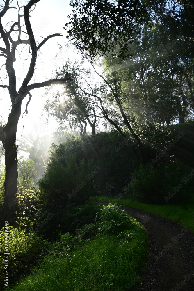 Obraz premium sun shining through the trees and morning mist on a spring morning in the mountains