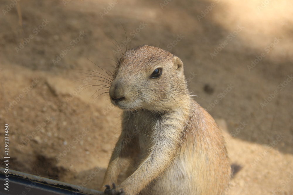meerkat meerkat