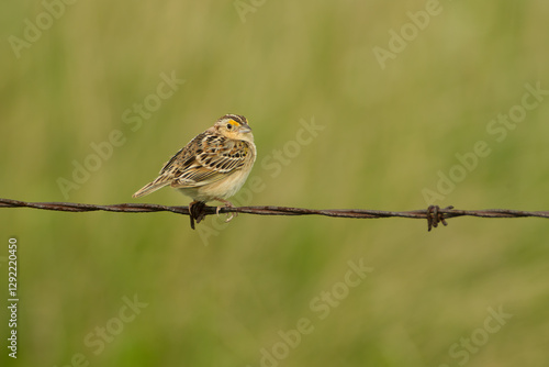 Savannah Sparrow, Passerculus sandwichensis, in wild, in North Dakota. photo