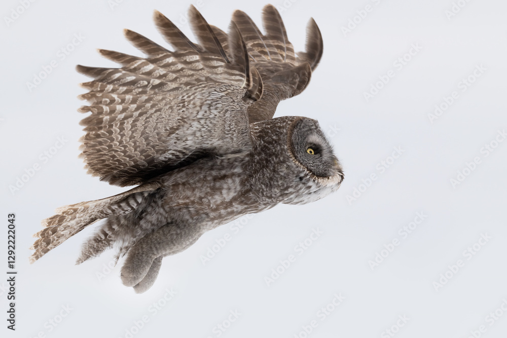 Fototapeta premium Great grey owl, Strix nebulosa in flight, Minnesota.
