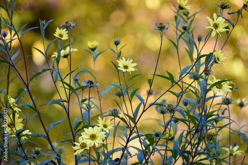 Yellow, delicate flowers on long stems