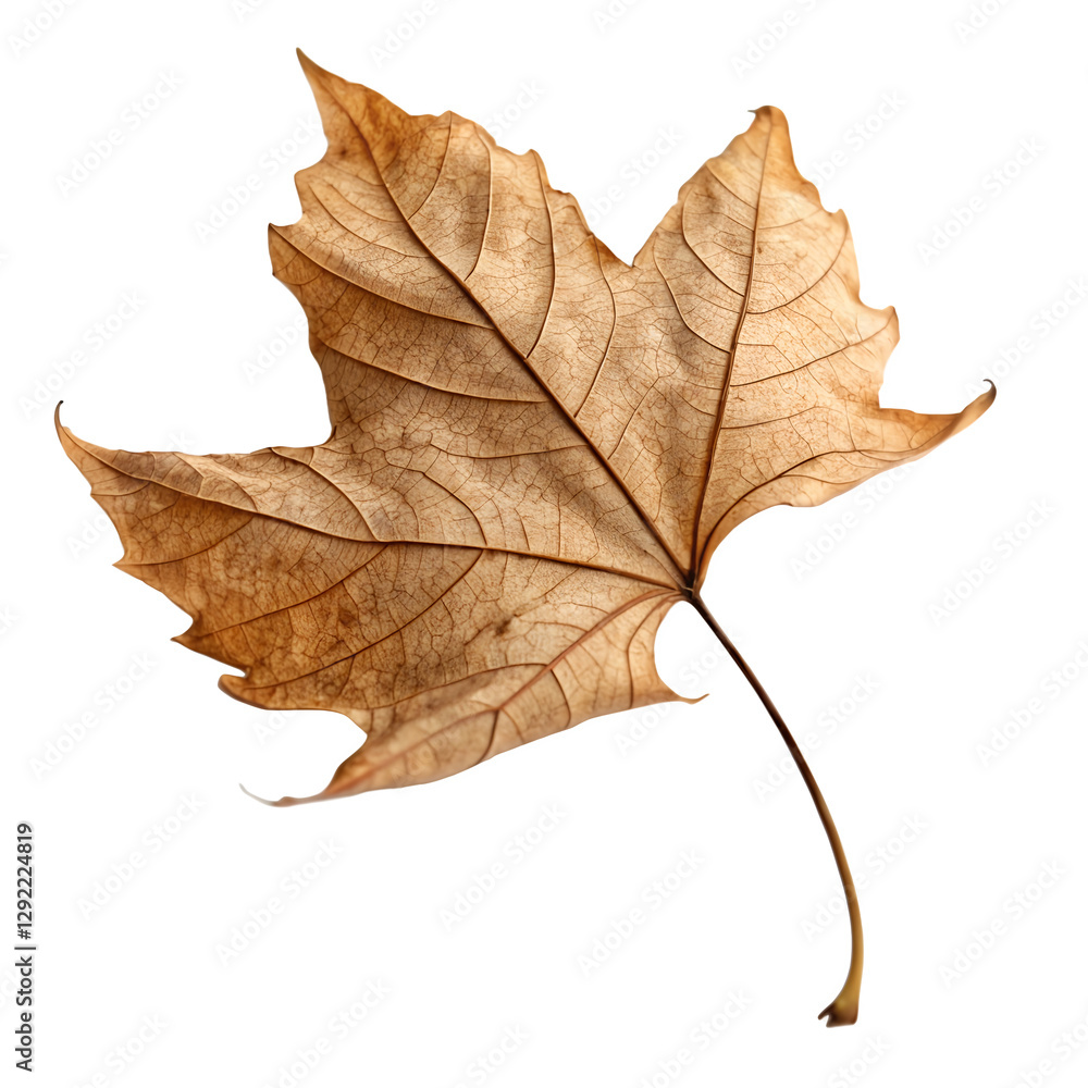 Single Dried Leaf with Curled Edges: Perfect for Autumn Themes, Nature Photography, Botanical Design, Seasonal Concepts, and Organic Textures. Single Dried Leaf with Curled Edges: Perfect for Autumn Themes, Nature Photography, Botanical Design, Seasonal Concepts, and Organic Textures.