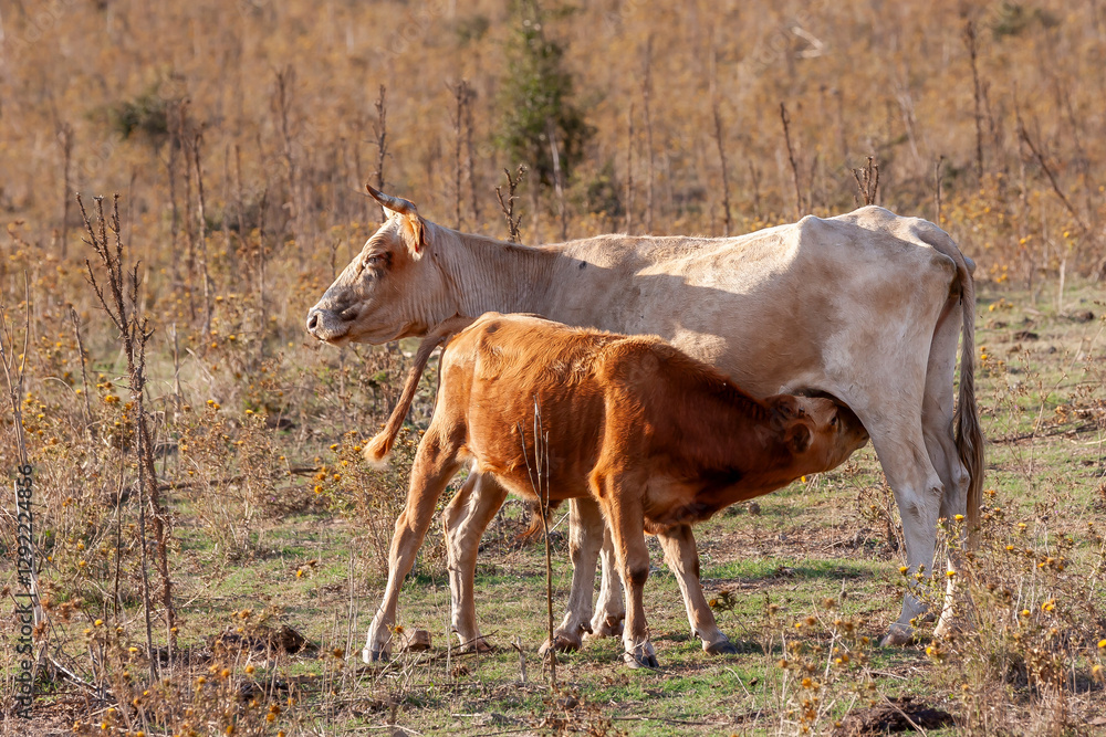 Corsicana is a French breed of cattle indigenous to the island of Corsica. Corsican cow in countryside, corsica island, france. Corsicana is a French breed of cattle indigenous to the island of Corsica. Corsican cow in countryside, corsica island, france.