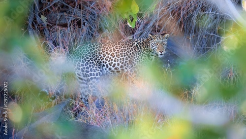 Desktop Wallpaper 16:9, Panthera leopard, Panthera pardus, levhart, predator native Africa, Botswana. Wildlife, typical environment of leopard. National park Moremi, Okavango, Kwai.  photo