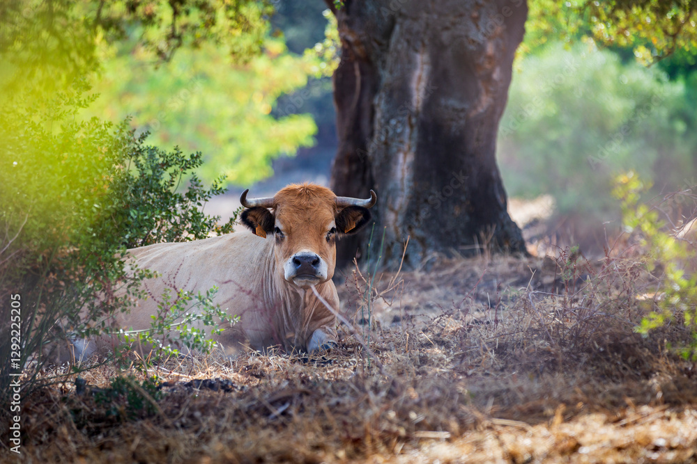 Corsicana is a French breed of cattle indigenous to the island of Corsica. Corsican cow in countryside, corsica island, france. Corsicana is a French breed of cattle indigenous to the island of Corsica. Corsican cow in countryside, corsica island, france.
