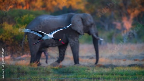 Photography Elephants in Moremi game reserve Africa, Family of Desktop Wallpaper 16:9, Elephants , Elephants taking a bath in a water poolwith mud
