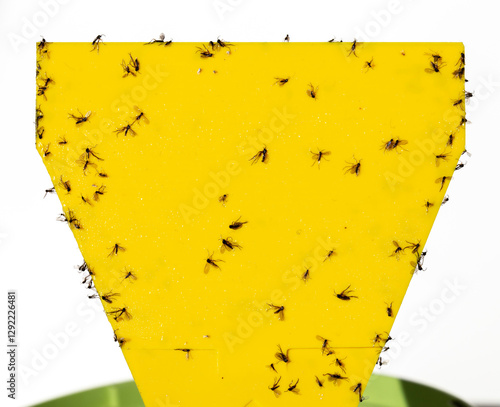Photos Fungus gnats on yellow sticky trap for insects of indoor plants (midges, soil flies, whiteflies