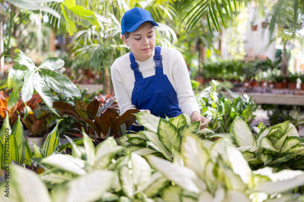 Obraz premium Young female employee of flower supermarket near shelf with Diffenbachia, chooses pot with young plant to send order for customer