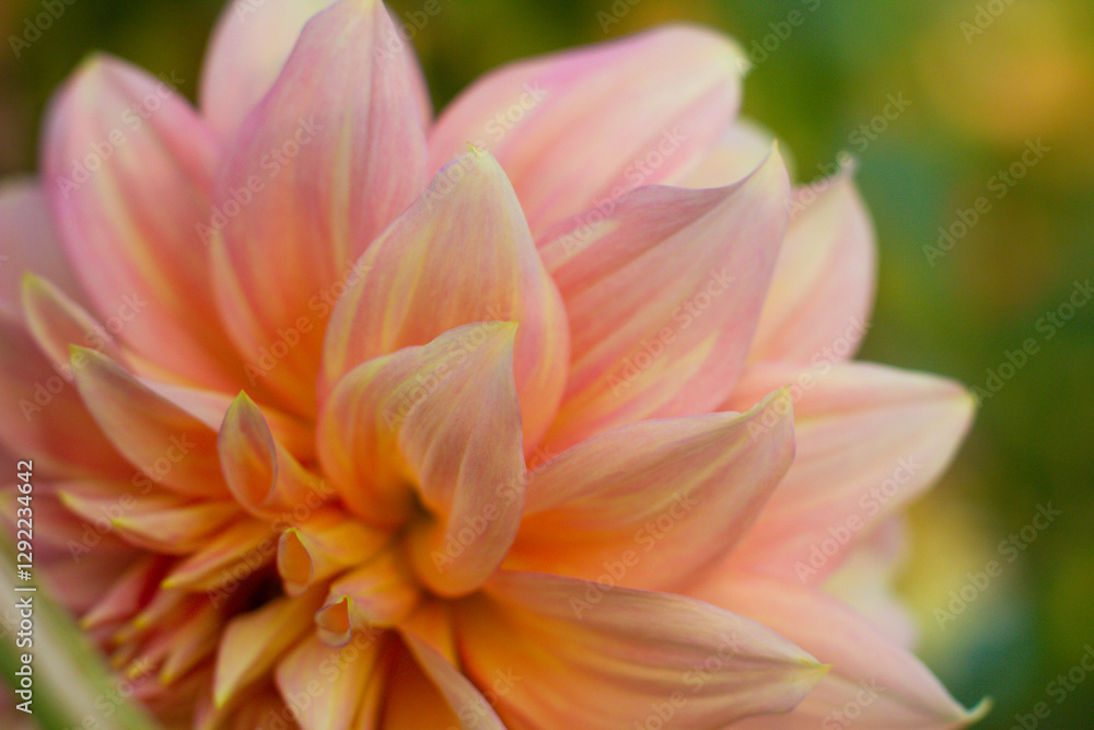 close up of a beautiful Dahlias flower in the garden close up of a beautiful Dahlias flower in the garden