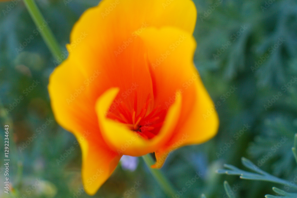 close-up of a beautiful Escholtia Californian flower in the garden close-up of a beautiful Escholtia Californian flower in the garden