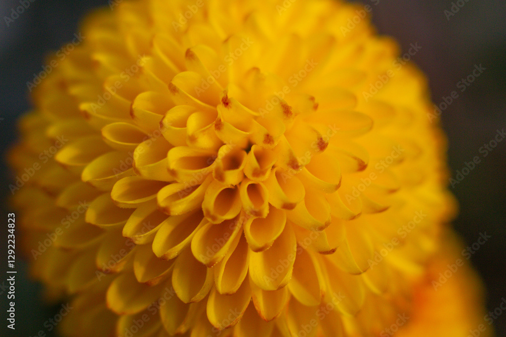 close up of a beautiful yellow chrysanthemum flower in the garden close up of a beautiful yellow chrysanthemum flower in the garden
