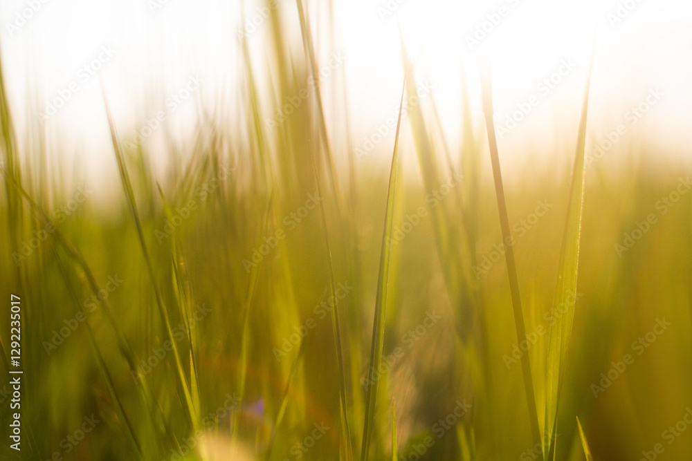 close-up of green grass on the field in the backlight of the sun close-up of green grass on the field in the backlight of the sun