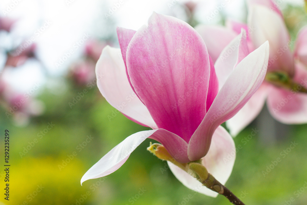 close up of beautiful pink magnolia flowers in the garden close up of beautiful pink magnolia flowers in the garden