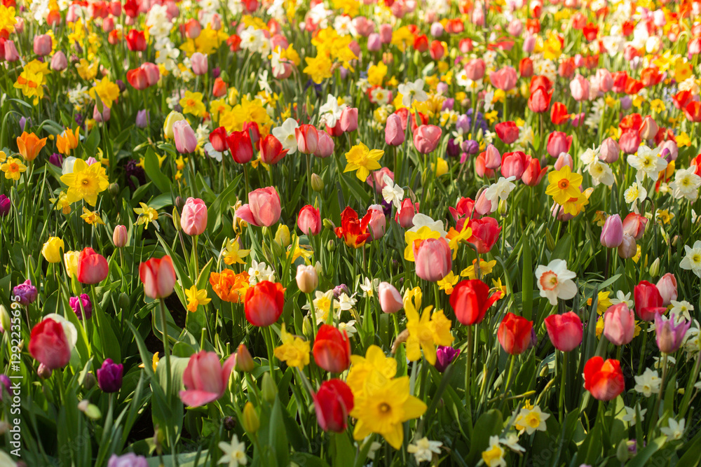 beautiful colorful tulip flowers are growing in the garden beautiful colorful tulip flowers are growing in the garden