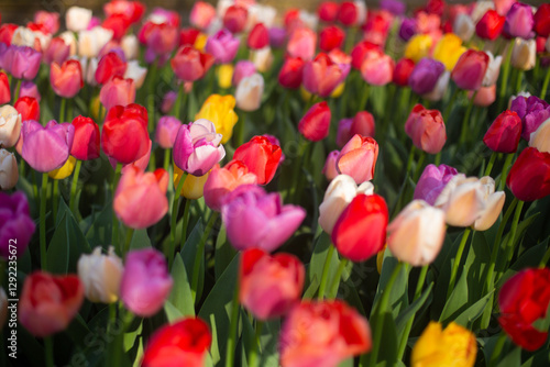 beautiful colorful tulip flowers are growing in the garden