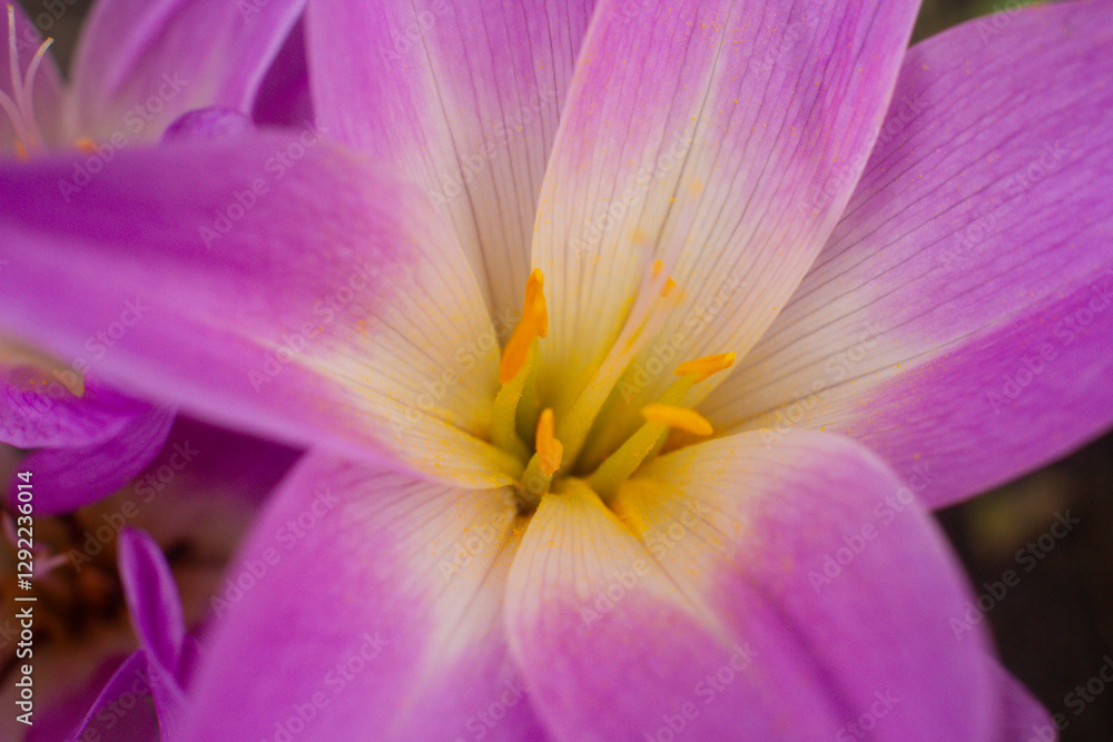 close-up of a beautiful Colchicum flower in the garden close-up of a beautiful Colchicum flower in the garden
