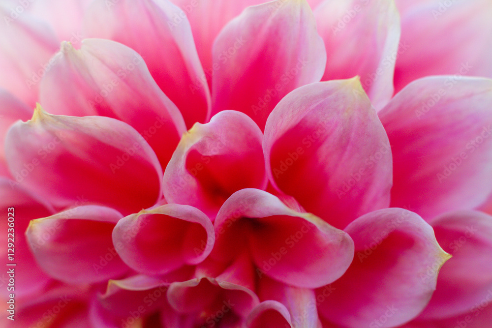 close up of a beautiful Dahlias flower in the garden close up of a beautiful Dahlias flower in the garden