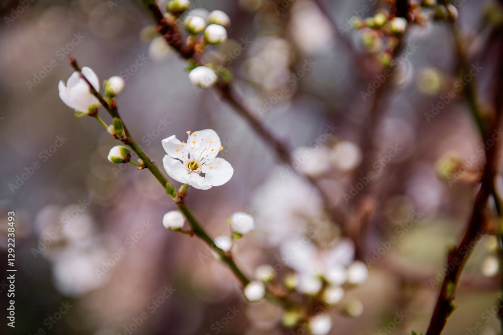 Close-up of delicate white blossoms on a tree branch with a soft-focus background. The flowers signal the arrival of spring and new beginnings. Close-up of delicate white blossoms on a tree branch with a soft-focus background. The flowers signal the arrival of spring and new beginnings.