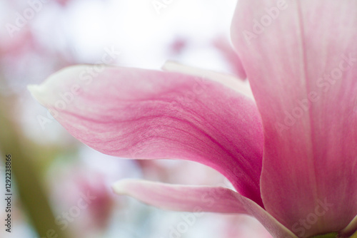 close up of beautiful pink magnolia flowers in the garden