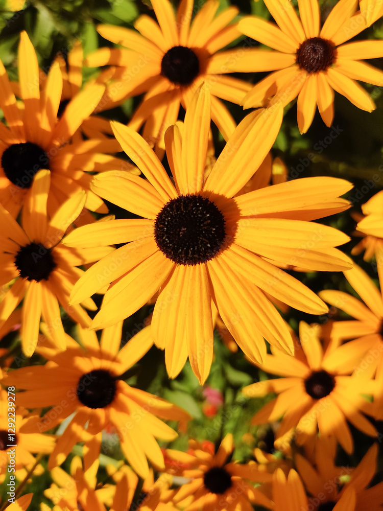 Φωτογραφία beautiful yellow rudbeckia flowers grow in the garden