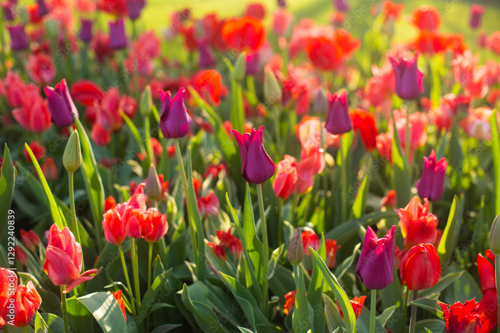 beautiful colorful tulip flowers are growing in the garden beautiful colorful tulip flowers are growing in the garden
